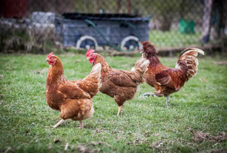 5 Best Profitable Farm Animals for Your Homestead