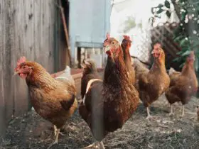 Best Chicken Farming Business Plan For Beginners