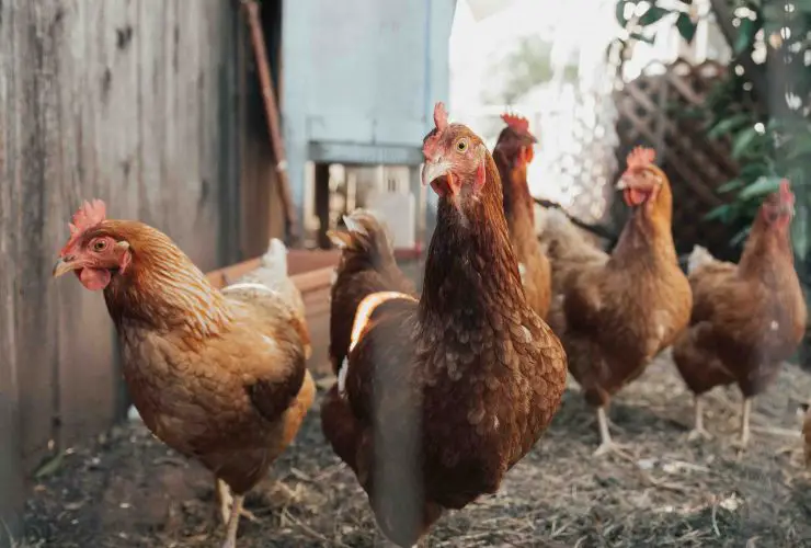 Best Chicken Farming Business Plan For Beginners