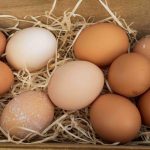 How Do You Start a Chicken Egg Farm