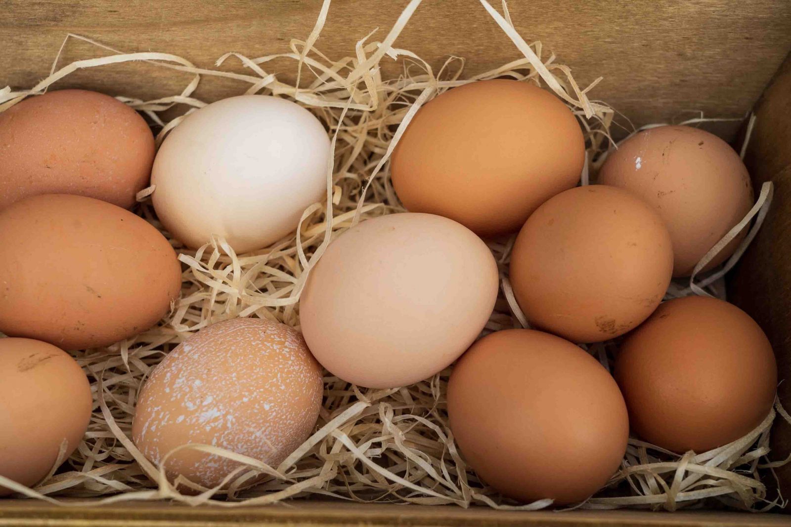 How Do You Start a Chicken Egg Farm
