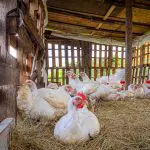 How Profitable Is Chicken Farming in USA