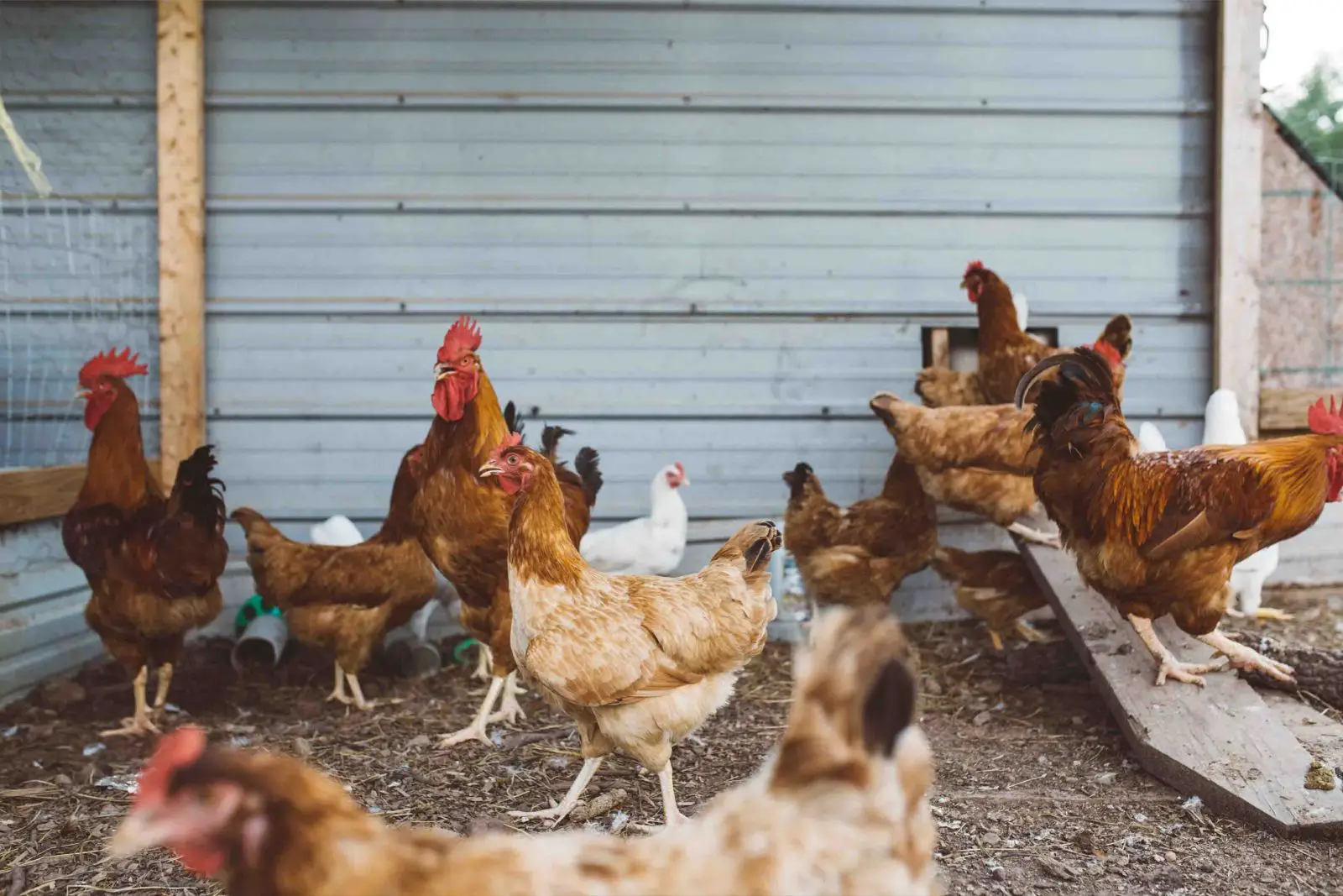 How can I start a small chicken farm?
