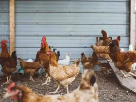 How can I start a small chicken farm?
