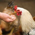 Learn How to Feed Chickens