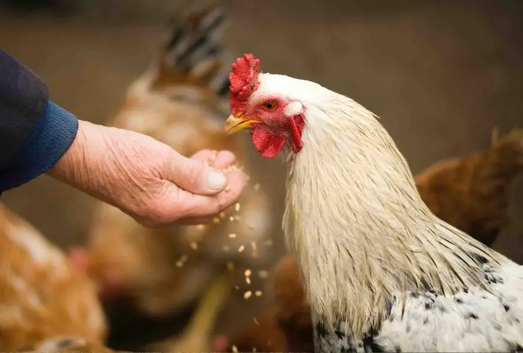 Learn How to Feed Chickens