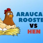 Araucana Rooster vs Hen