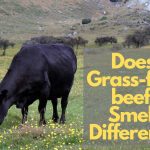 Does grass fed beef smell different?