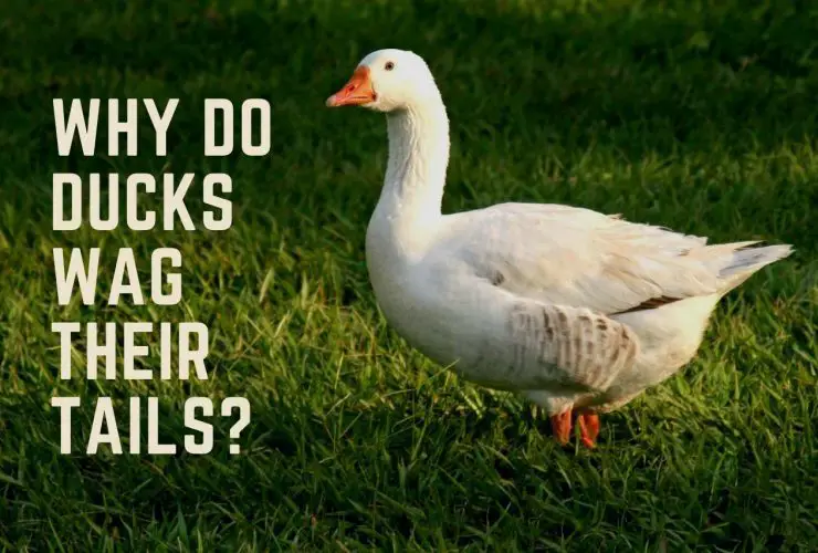 Why do ducks wag their tails