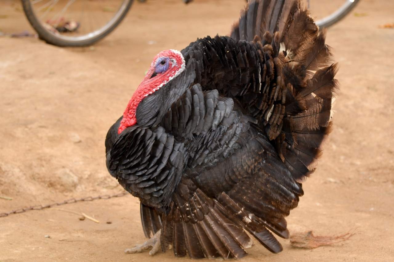 Can Turkeys Smell Your Presence When Hunting?