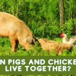 Can Pigs and Chickens Live Together?