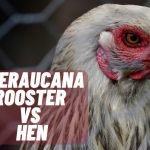 Ameraucana Rooster vs Hen