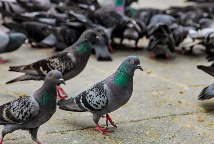 How to Tell If a Pigeon is Male or Female?