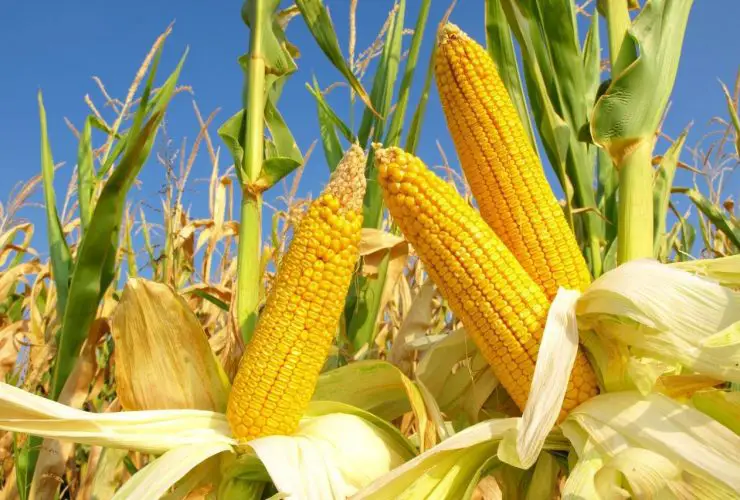 what animals eat corn