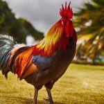 How Much Do Roosters Cost?