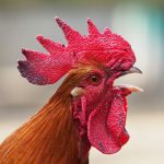 How Long Do Roosters Live?