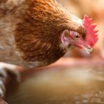 Do Chickens Need Water at Night?