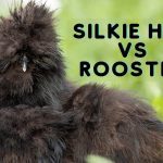 Silkie Hen vs Rooster
