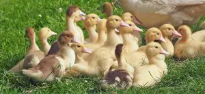 duck farming for eggs