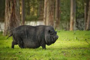 potbellied pig