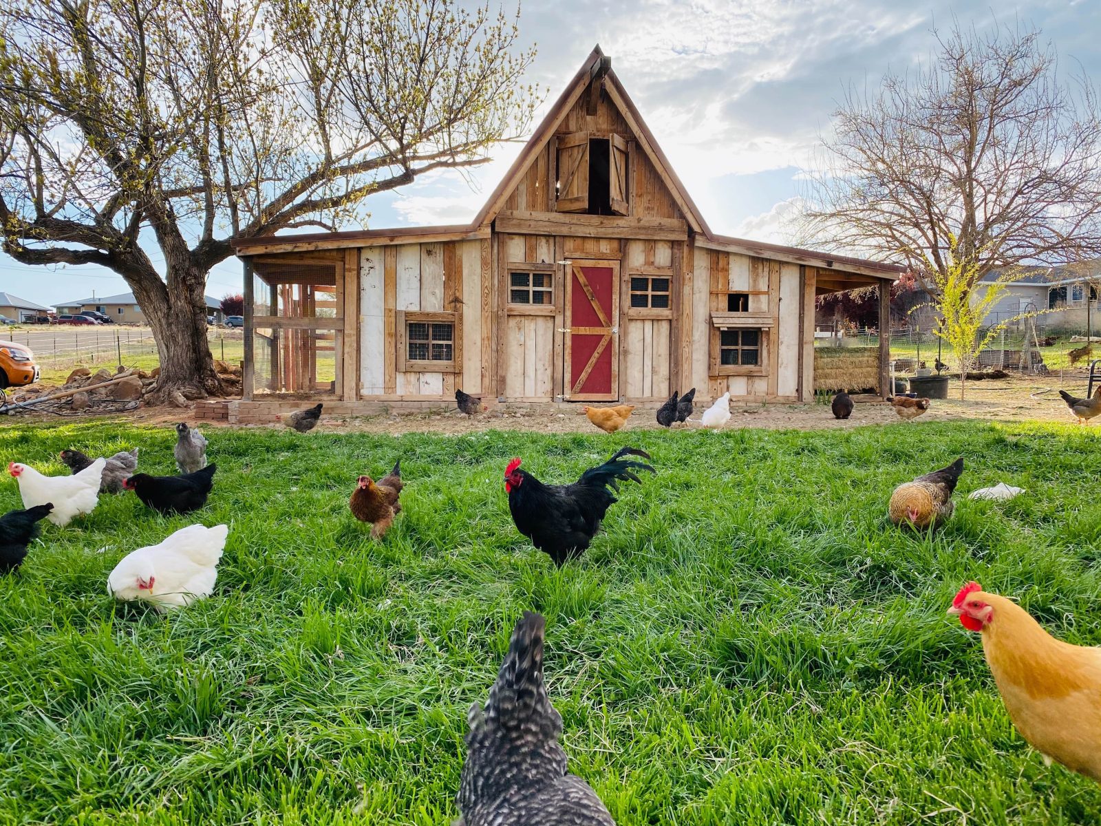 organic chicken farming