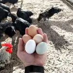chicken egg farm