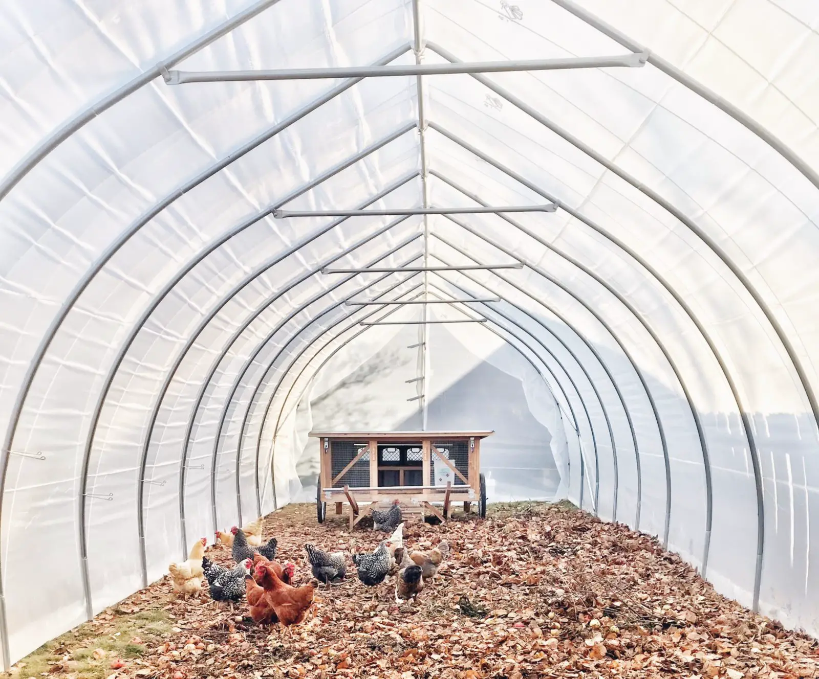 jobs created by chicken farming