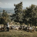 advantages and disadvantages of goat farming