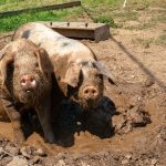 Impacts of Pig Waste on the Environment