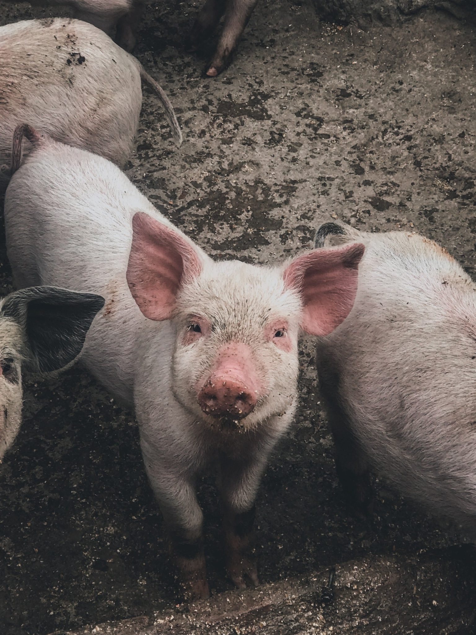 16-advantages-and-disadvantages-of-intensive-pig-farming-anim-farm