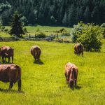 What is Commercial Cattle Farming