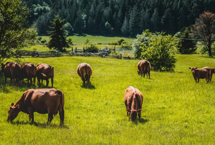 What is Commercial Cattle Farming