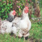 What is sustainable chicken farming