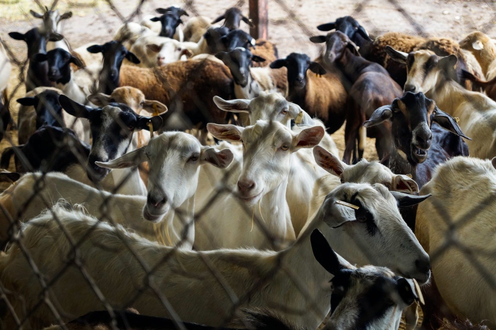 How much space is required for fifty goats in a goat farm