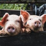 tips for success in a pig farming business
