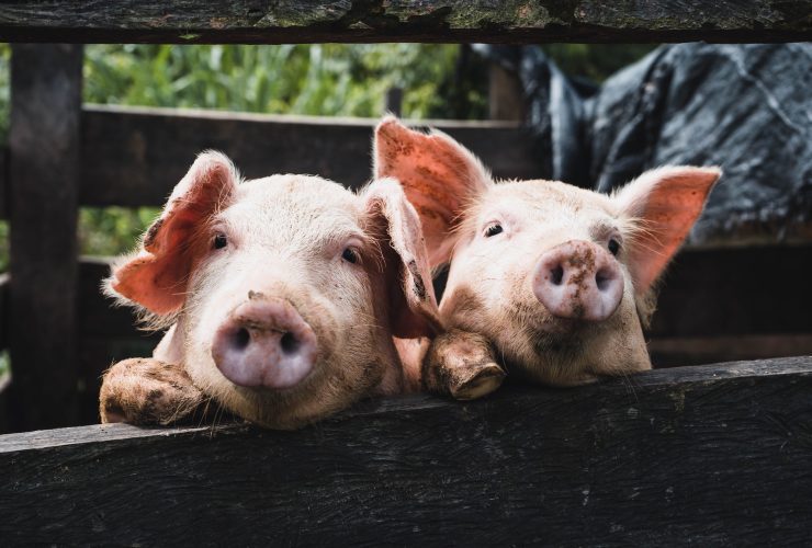 tips for success in a pig farming business