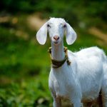 How to remove smell from goat meat