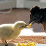 How do chicken farms fertilize their eggs