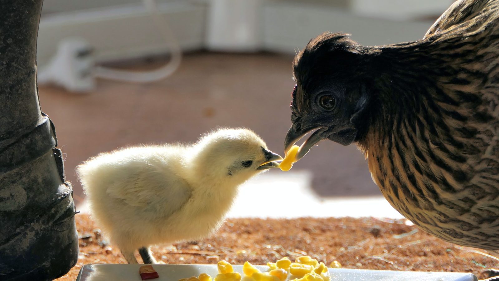 How do chicken farms fertilize their eggs
