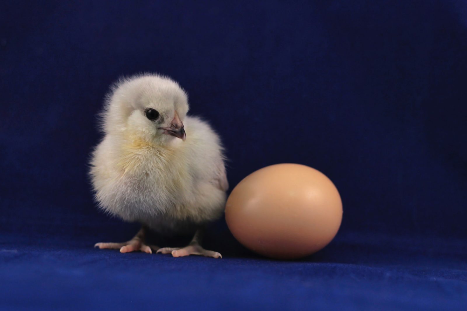 What do chicken farms do with male chicks