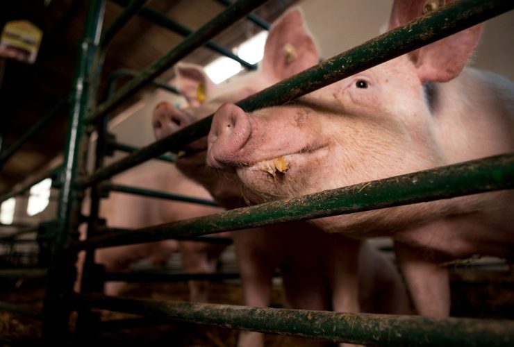 Can a Muslim do pig farming