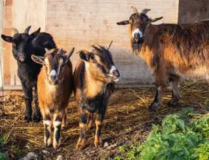 Which Goat is Best for Goat Farming