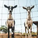What is commercial goat farming