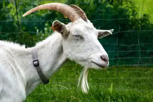 Which Goat is Best for Goat Farming