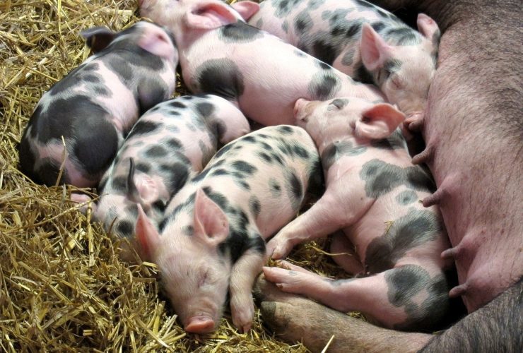 Why do pig farms stink?