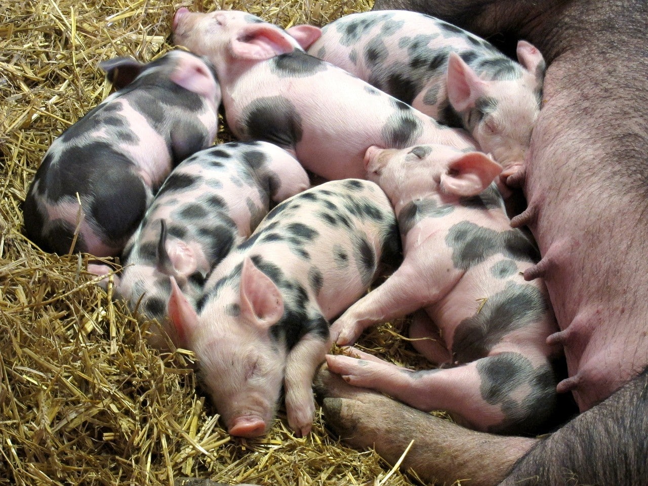 Why do pig farms stink?