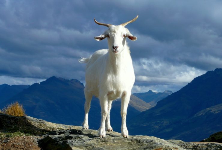 Is goat farming a profitable business or not