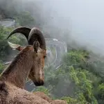 goats by breed Oberhasli
