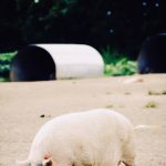 Tips on Feeding Pigs to Increase Their Weight