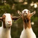 goats hump